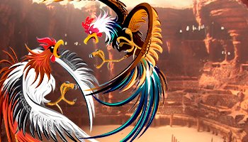  128 Cock fight